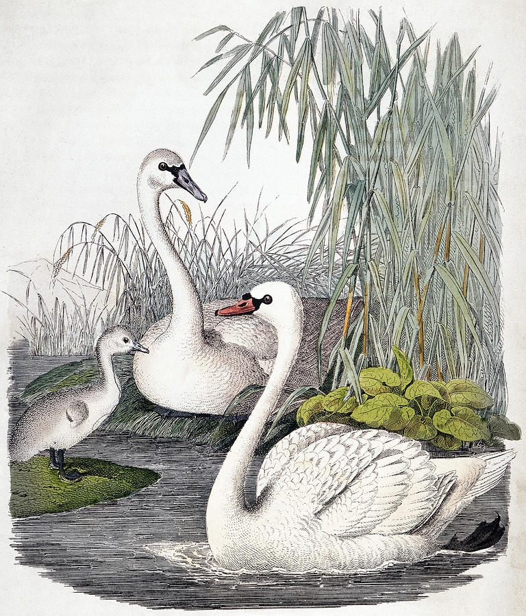 Swan Photograph - SWANS, c1850 by Granger