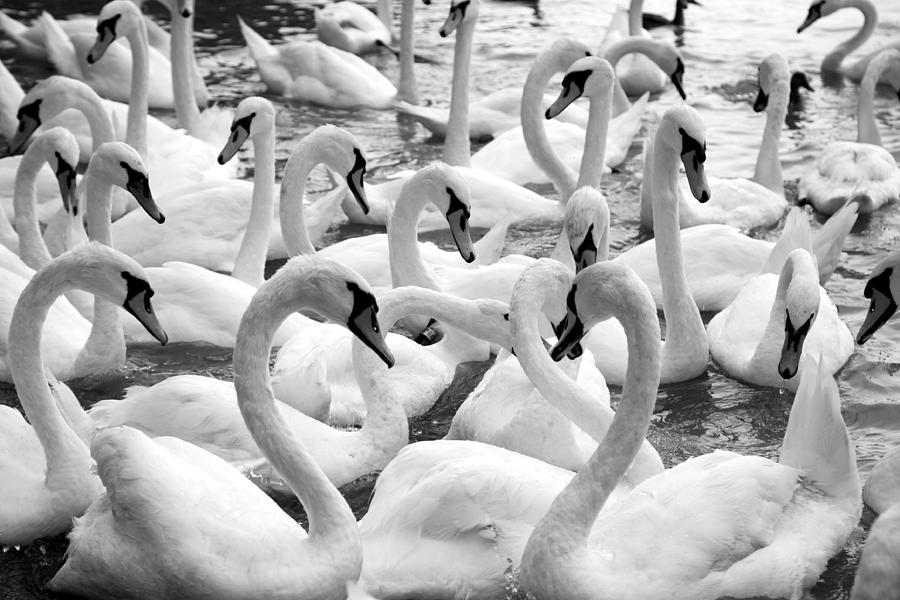 Swans Photograph by David Harding