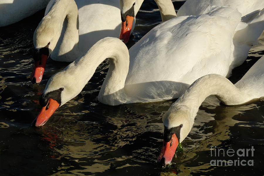 Swans drinking water in lake Photograph by Sami Sarkis - Fine Art America