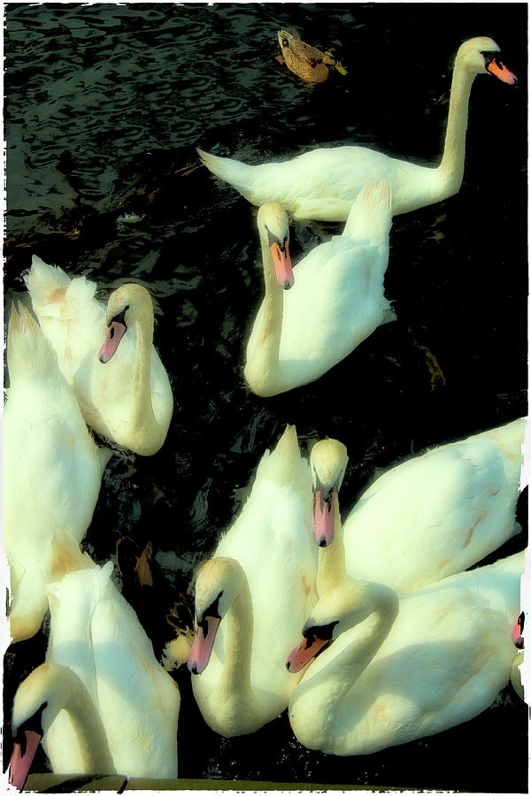 Swans Photograph by Harry Spitz
