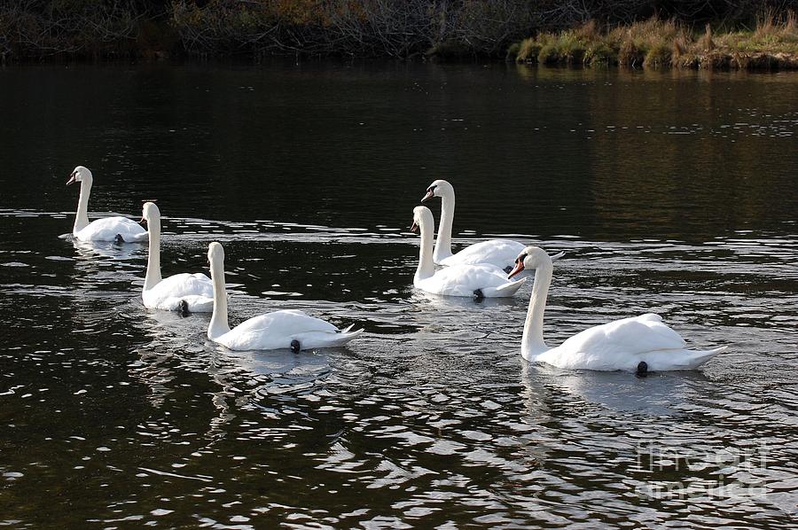 Swans Photograph - Swans in a Row by Marsha Thornton Swans Photograph - Swans in a Row by Marsha Thornton