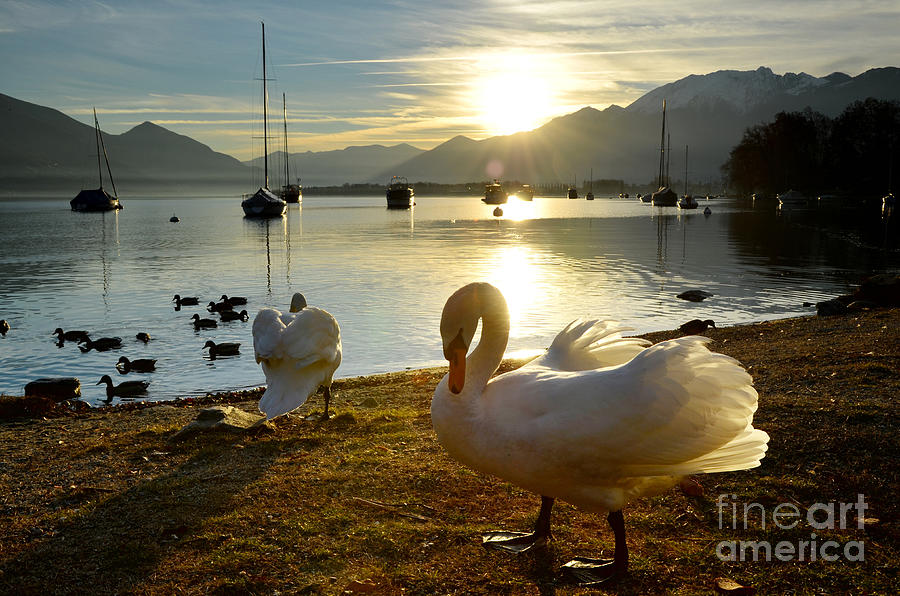 Swans in sunset Photograph by Mats Silvan