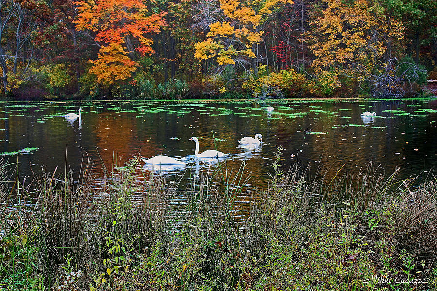 Swans in the Lake Photograph by Mikki Cucuzzo