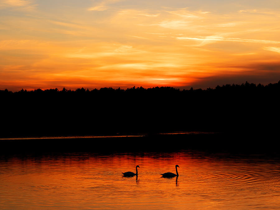 Swans in the sunset Photograph by Ivan Slosar