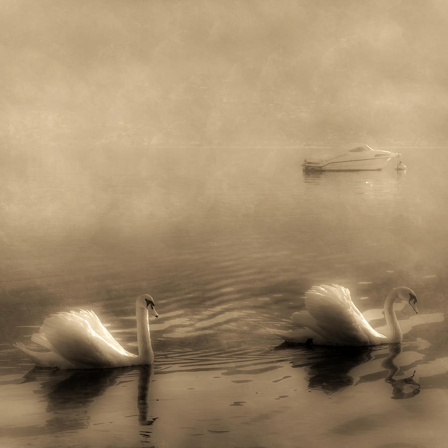 Swan Photograph - Swans by Joana Kruse