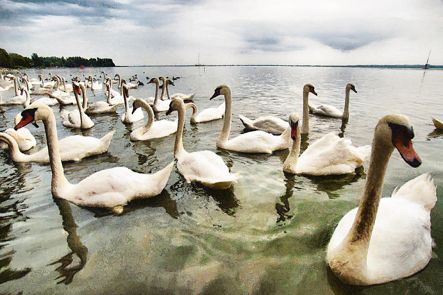 Swan Photograph - Swans by Okan YILMAZ