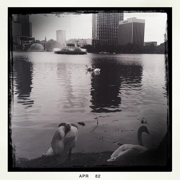 Orlando Photograph - Swans On Lake Eola #hipstamatic by James Roberts