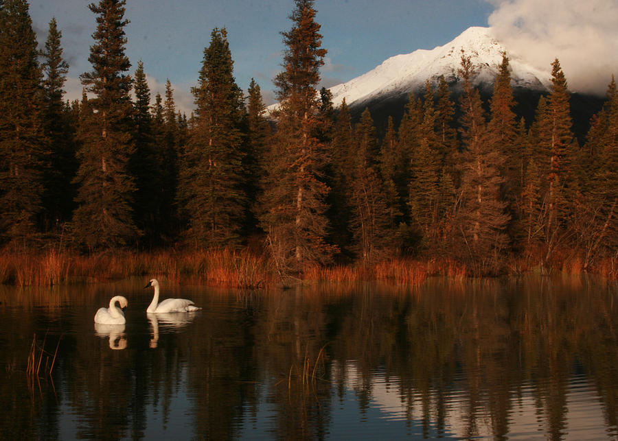 Swans Wrangell St. Elias National Park and Preserve Photograph by Benjamin Dahl
