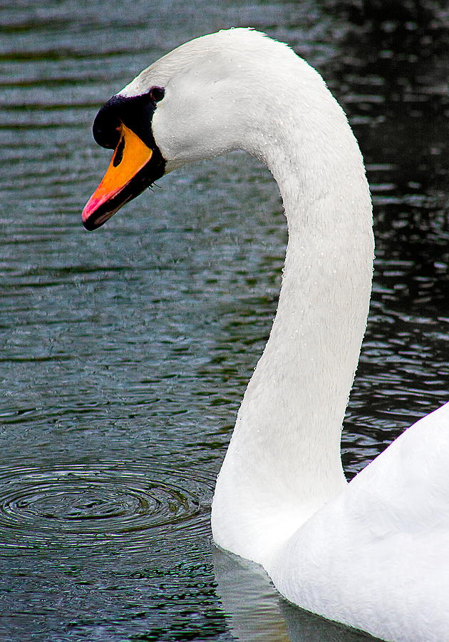 Swan Photograph - Swansong by Burney Lieberman