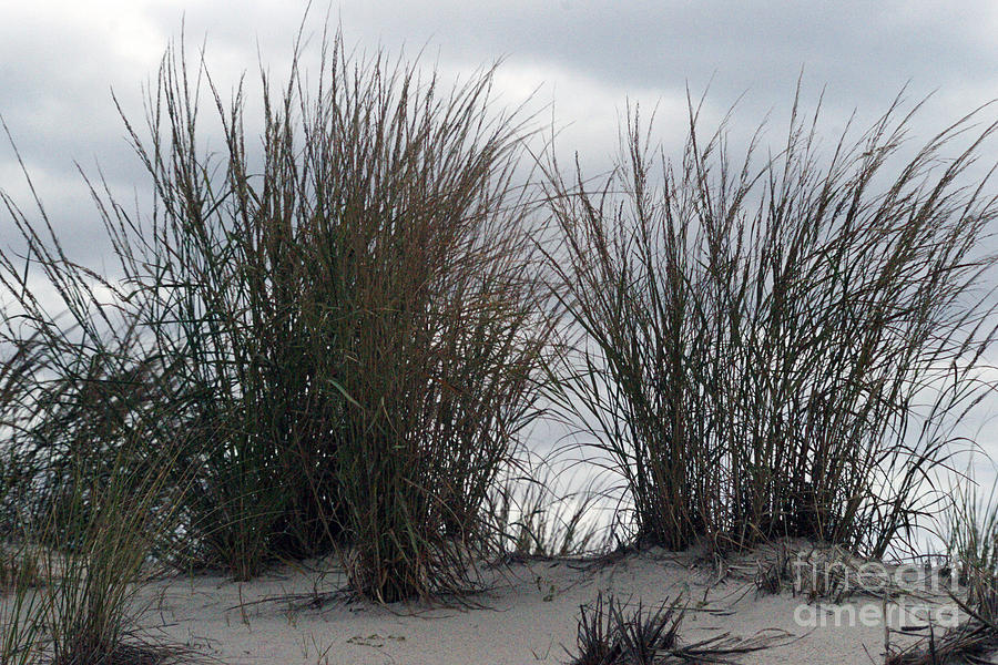 Sand Photograph - Swaying in the Wind by Kathy Flugrath Hicks