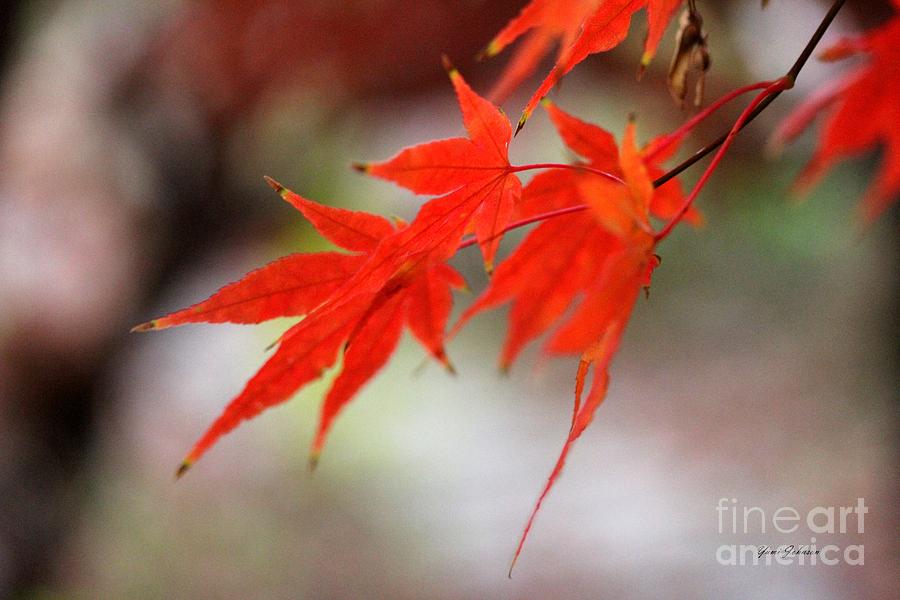 Swaying Red Photograph by Yumi Johnson