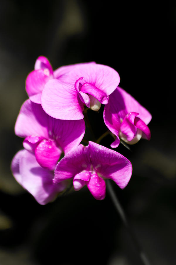 Flowers Still Life Photograph - Sweat Pea by Dawn OConnor