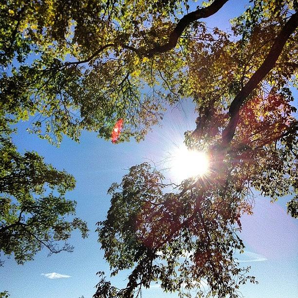 Tree Photograph - #sweden #strömstad #autumn #sun #sky by Andrea Romero