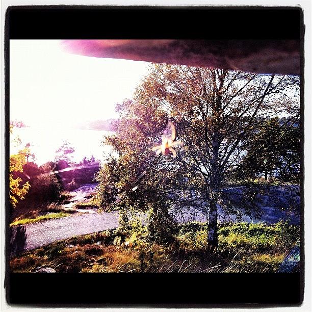 Spider Photograph - #sweden#autumn#sun#spider#tree#sky by Andrea Romero