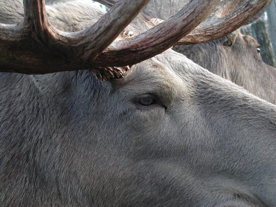 Swedish Moose Photograph by Colette V Hera Guggenheim