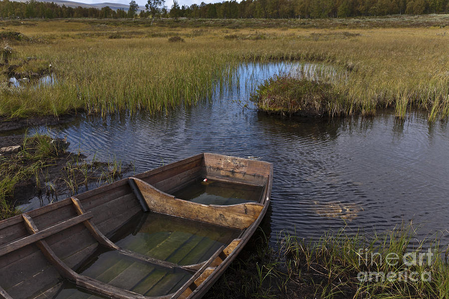 Swedish swamp Photograph by Heiko Koehrer-Wagner