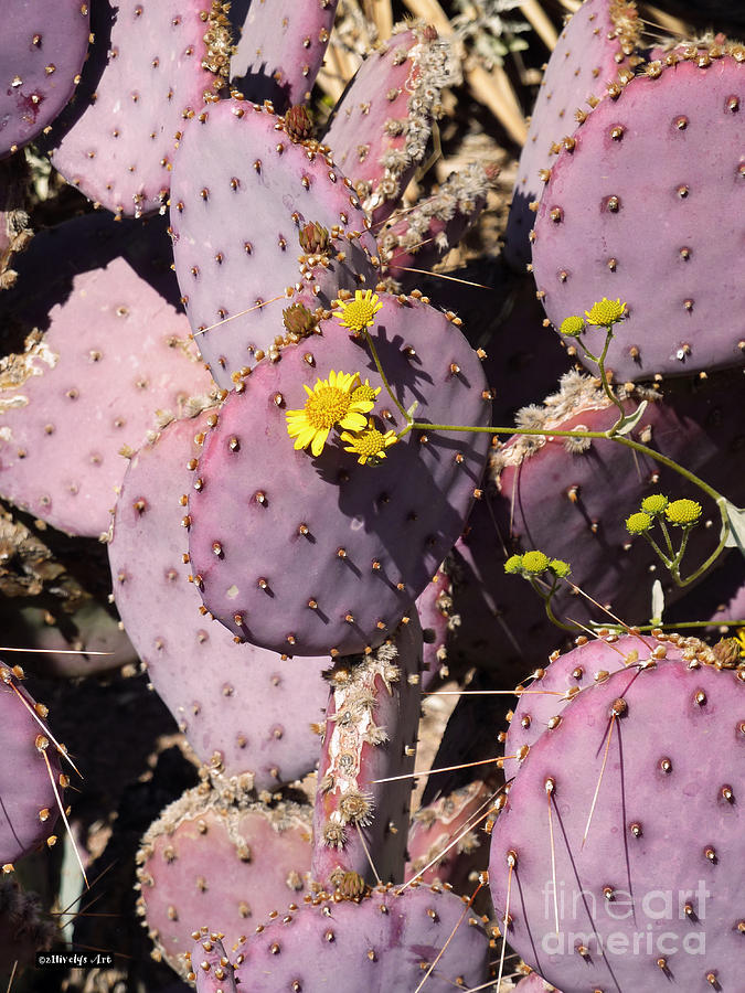 Prickly Pear Cactus Photograph - Sweet and Prickly by Two Hivelys