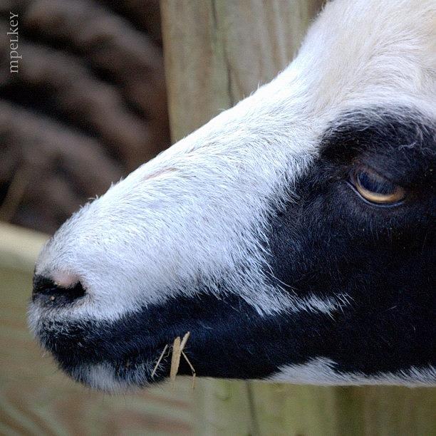 Fall Photograph - Sweet Baaaaby 
#goat #pettingzoo by Margie P