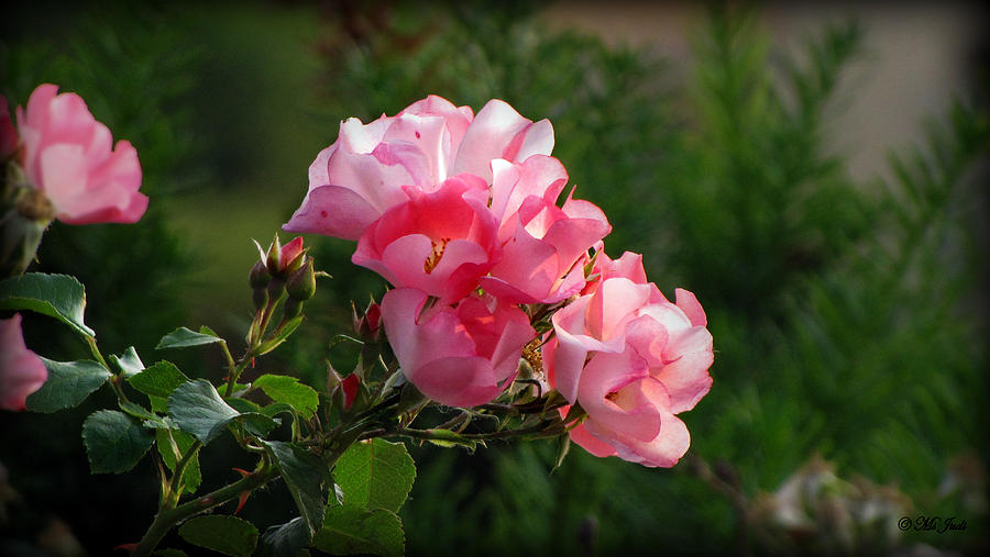 Sweet Blossom Mini Roses Photograph by Ms Judi