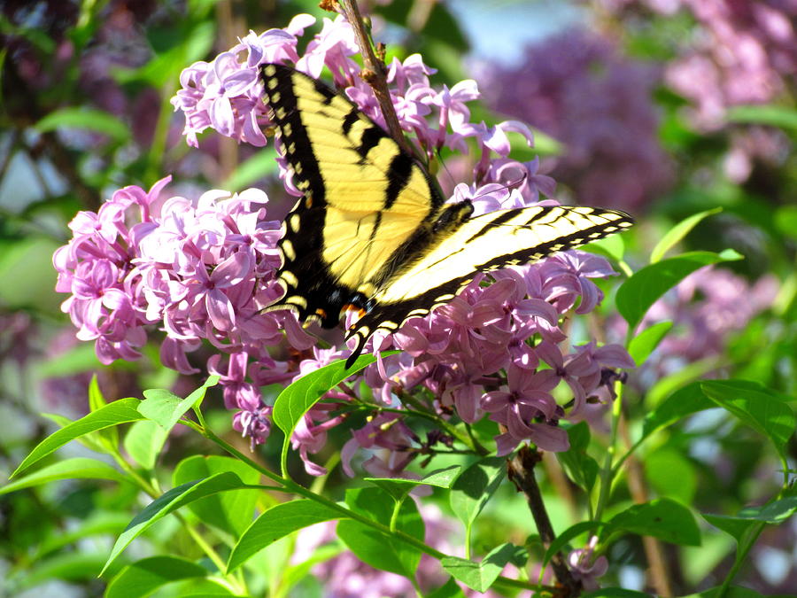 Sweet Butterfly Photograph by Trish Clark - Fine Art America