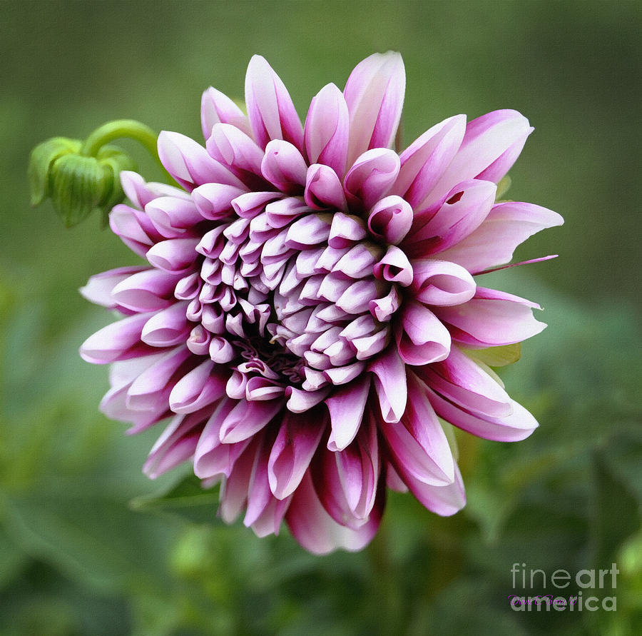 Sweet Dahlia Painting by Diane E Berry