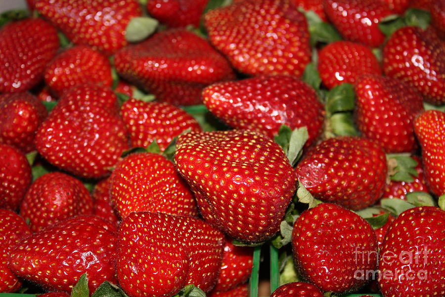 Strawberry Photograph - Sweet Florida Strawberries by Carol Groenen