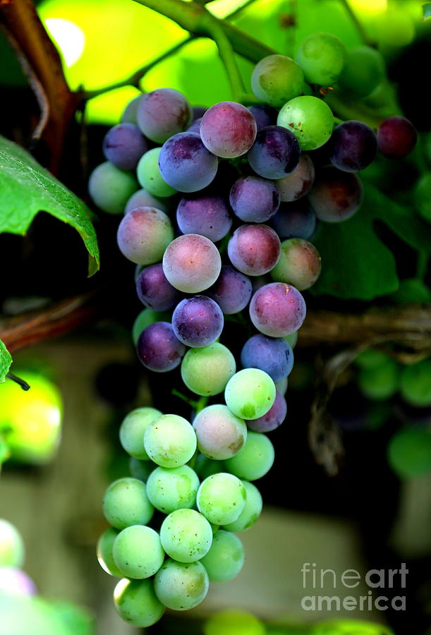 Sweet Grapes Photograph by Carol Groenen