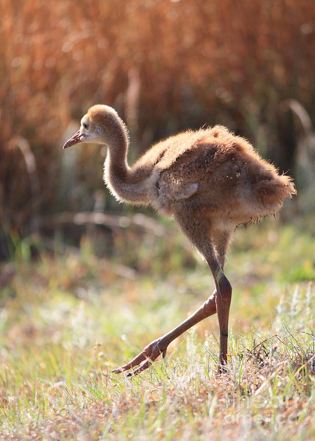 Sweet Juvenile Sandhill Crane Photograph by Carol Groenen