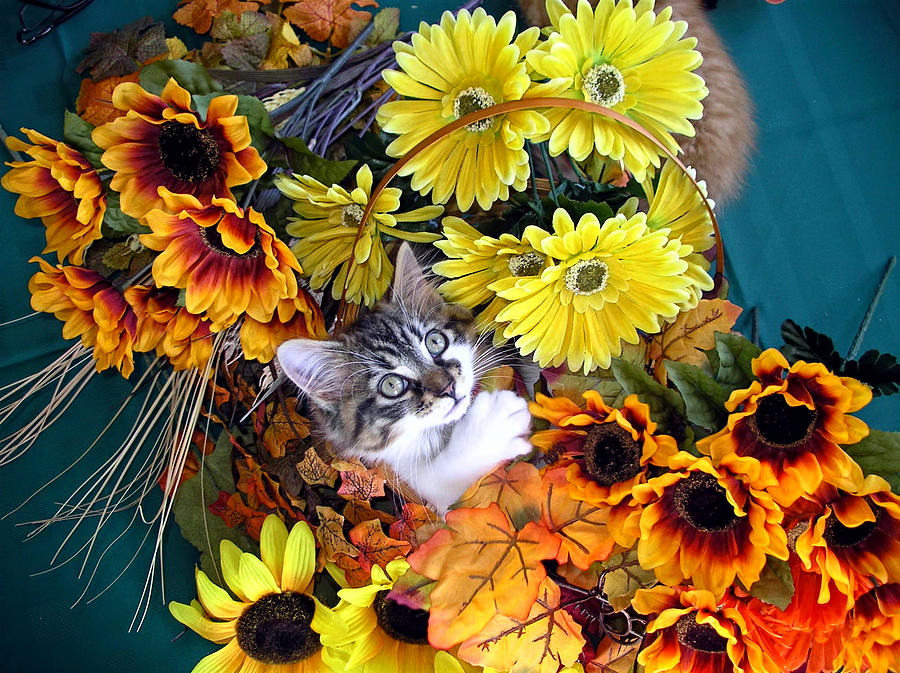 Fall Photograph - Sweet Kitten in a Fall Flower Basket with Large Eyes Looking Up - Kitty Cat Grasping Autumn Leaves by Chantal PhotoPix