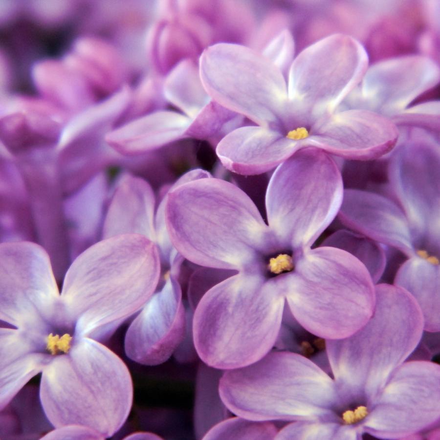 Flower Photograph - Sweet Lilacs by Sharon Lisa Clarke