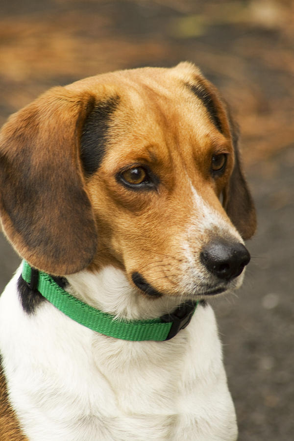 Little beagle store