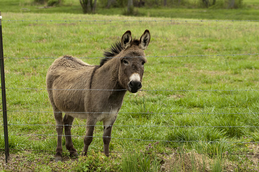 Sweet Little Donkey Photograph by Kathy Clark