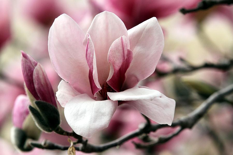 Sweet Magnolia Photograph by Elizabeth Winter