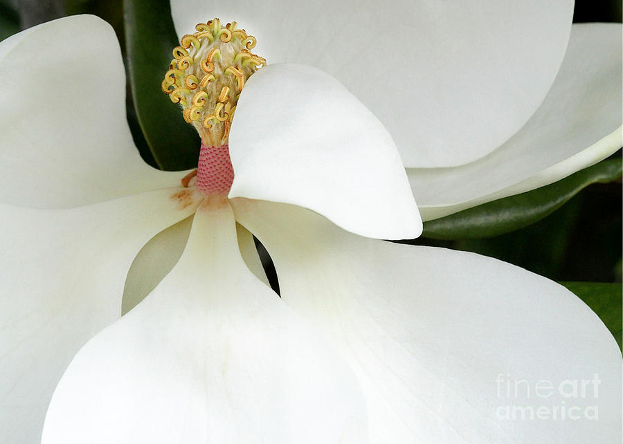 Sweet Magnolia Flower Photograph by Sabrina L Ryan