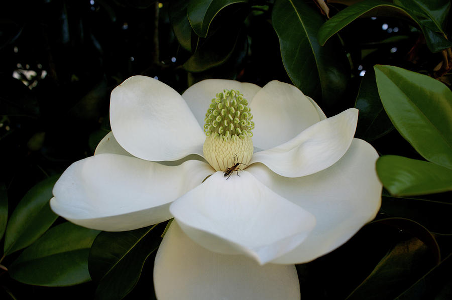 Sweet Magnolia Photograph by Paul Mashburn