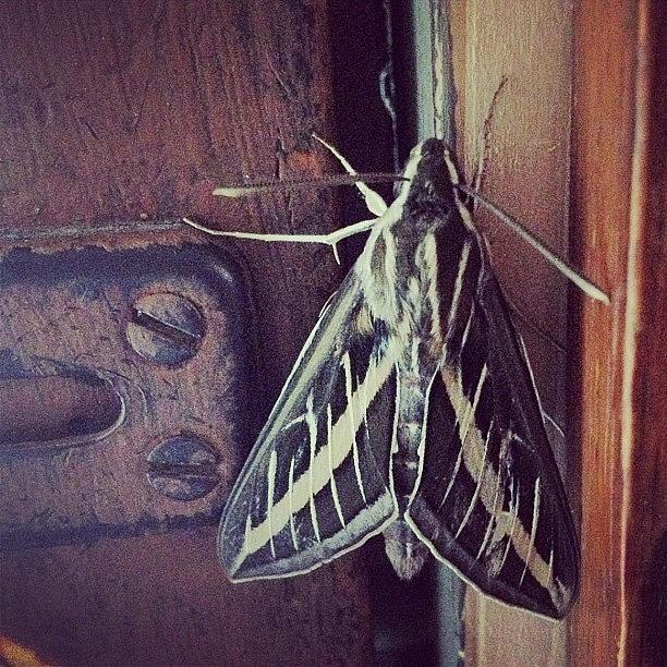 Sweet Moth Photograph by Berlin Green