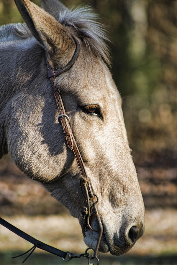Sweet Mule Friend Photograph by Kathy Clark