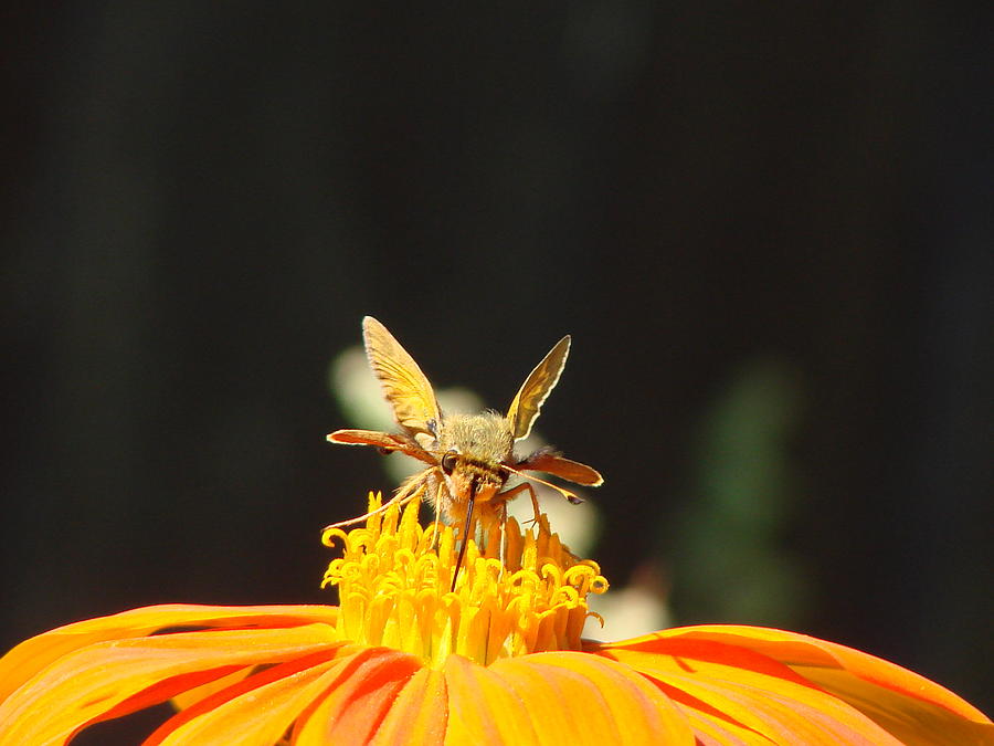 Nature Photograph - Sweet Nectar by Dark Whimsy