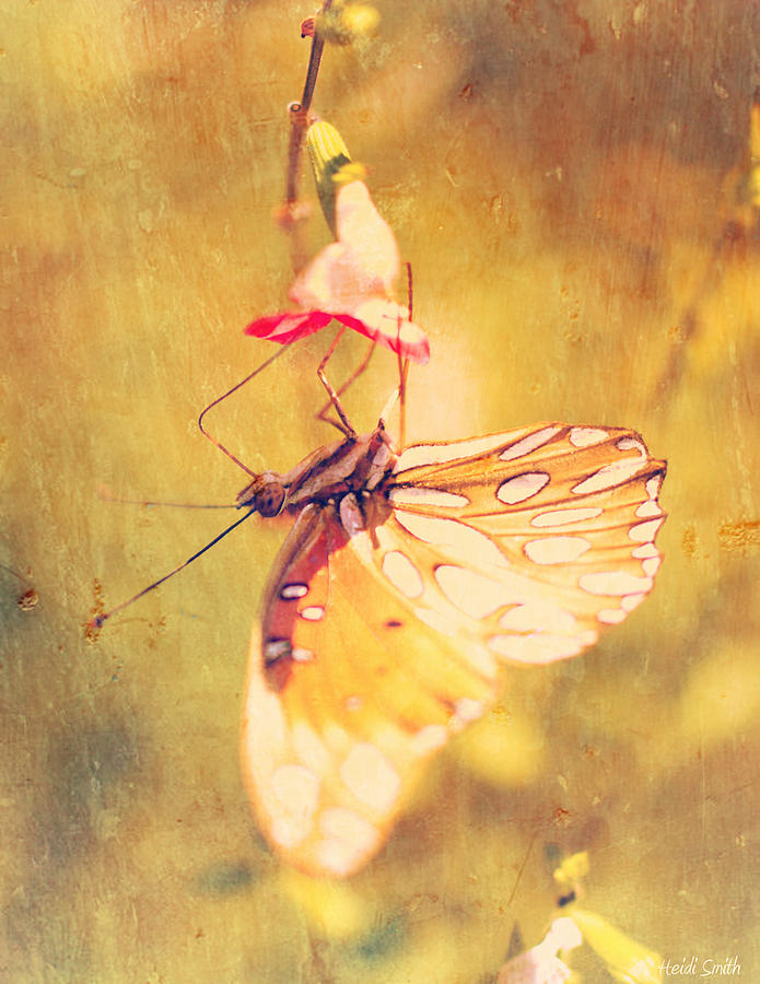 Sweet Nectar Photograph by Heidi Smith