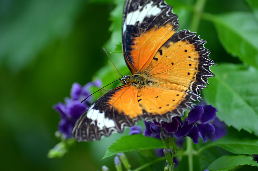 Sweet Nectar Photograph by Richard Ortolano