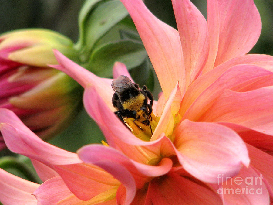 Flower Photograph - Sweet Nectar by Rory Siegel