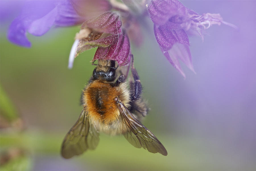 Sweet Nectar Photograph by Steve Vanhemelryck