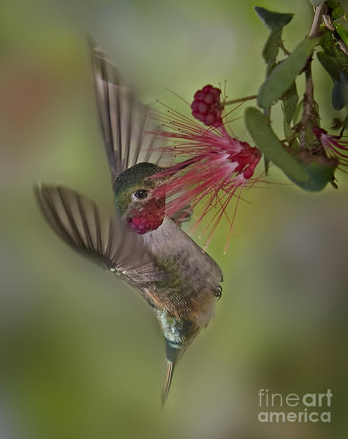Sweet Nectar Photograph by Susan Candelario