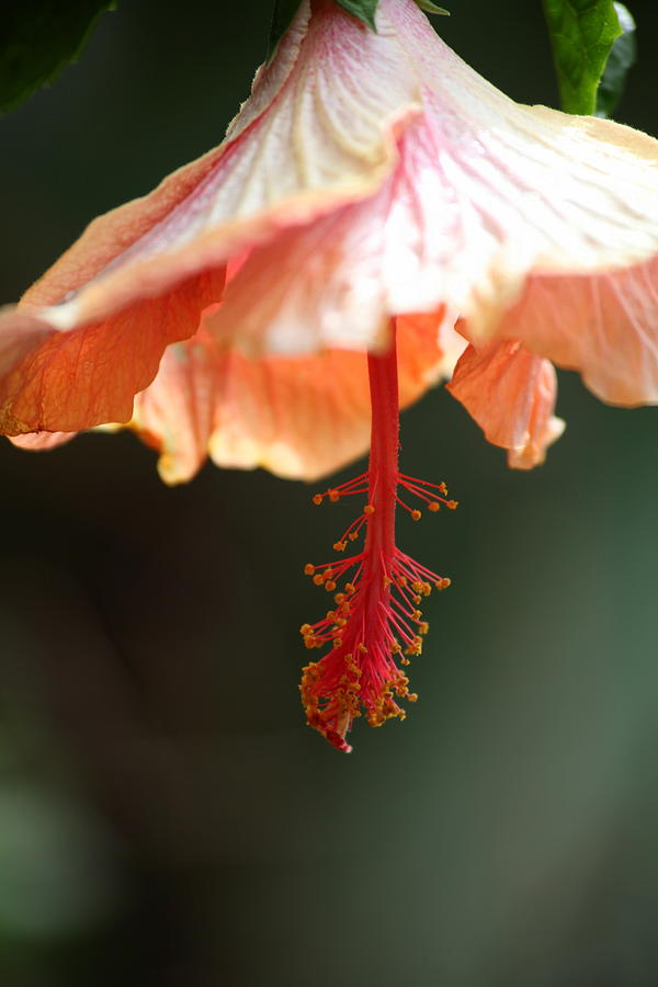 Sweet Orange Flower of Kauai Photograph by Karla DeCamp Fine Art America