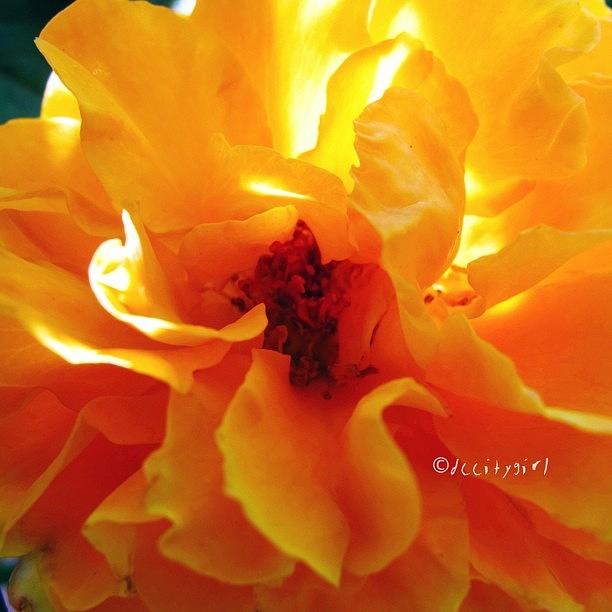 Nature Photograph - Sweet Orange Glow! by Dccitygirl WDC