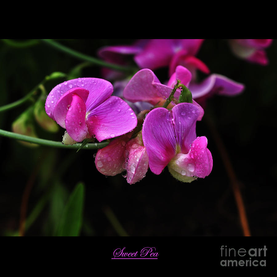 Sweet Pea Flower Photograph by Elaine Manley