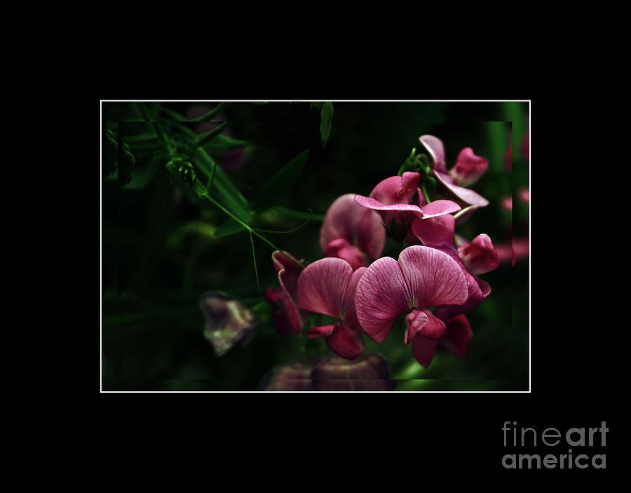 Sweet Pea Flowers     Photograph by Elaine Manley