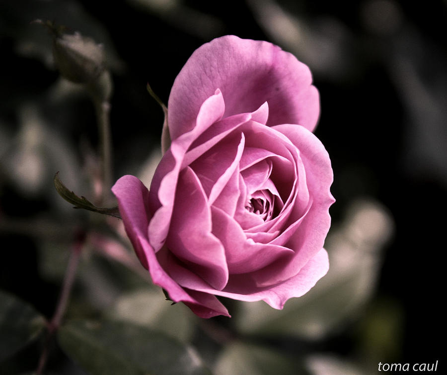 Sweet Pink Bud Photograph by Toma Caul