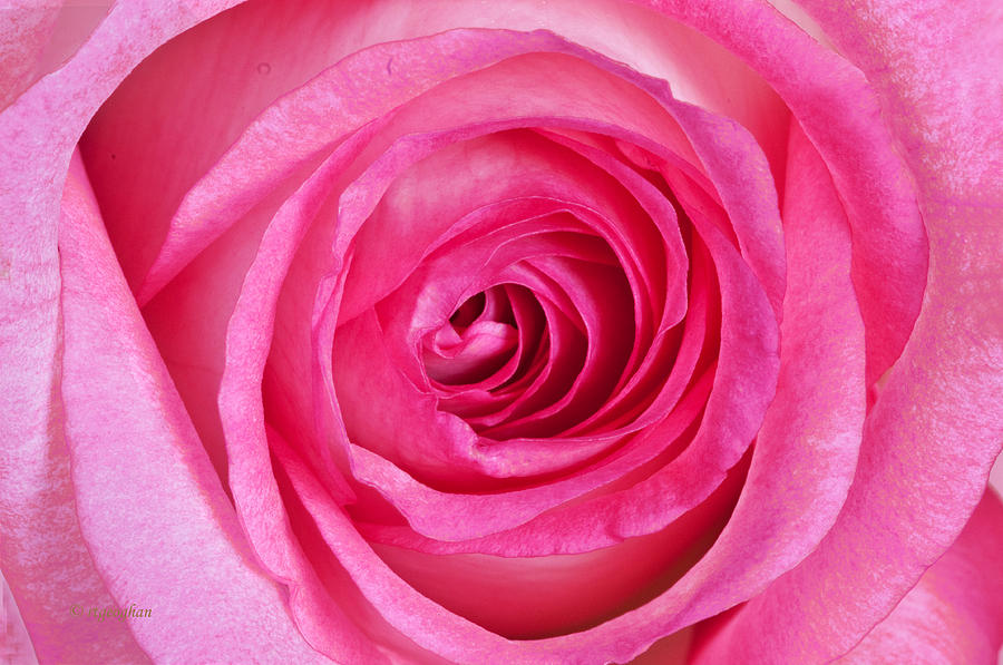 Rose Photograph - Sweet Pink Rose III by Regina Geoghan