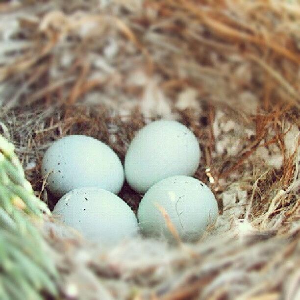 Summer Photograph - Sweet Robins Egg Nest by Holly Sharpe-moore